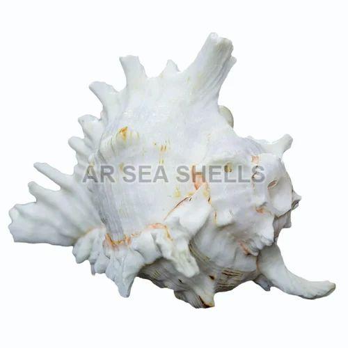 Conch Shell White Panchayajanya Shankh, Packaging Type : Box