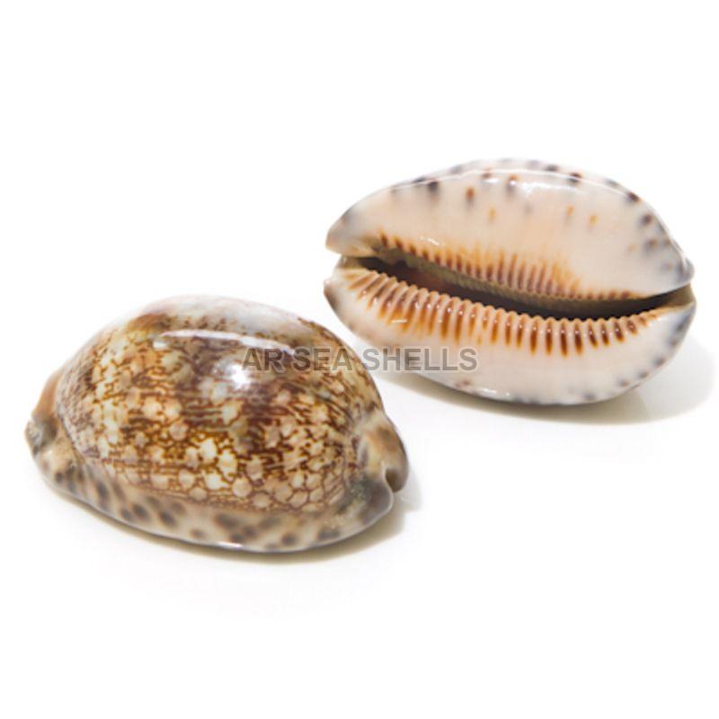 Natural Non Polished Cyprea Arabicula Seashell, for Decoration, Style : Antique