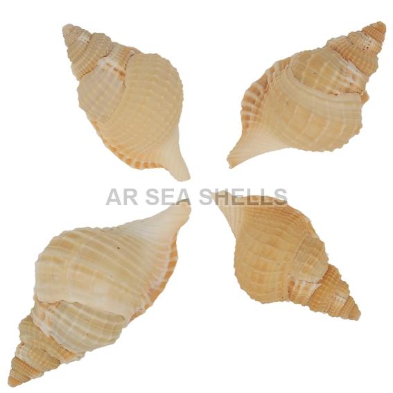 Distorsio Reticulata Seashell