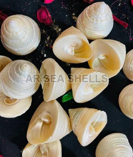 Off White Elegant Natural Seashell, Packaging Type : Plastic Box