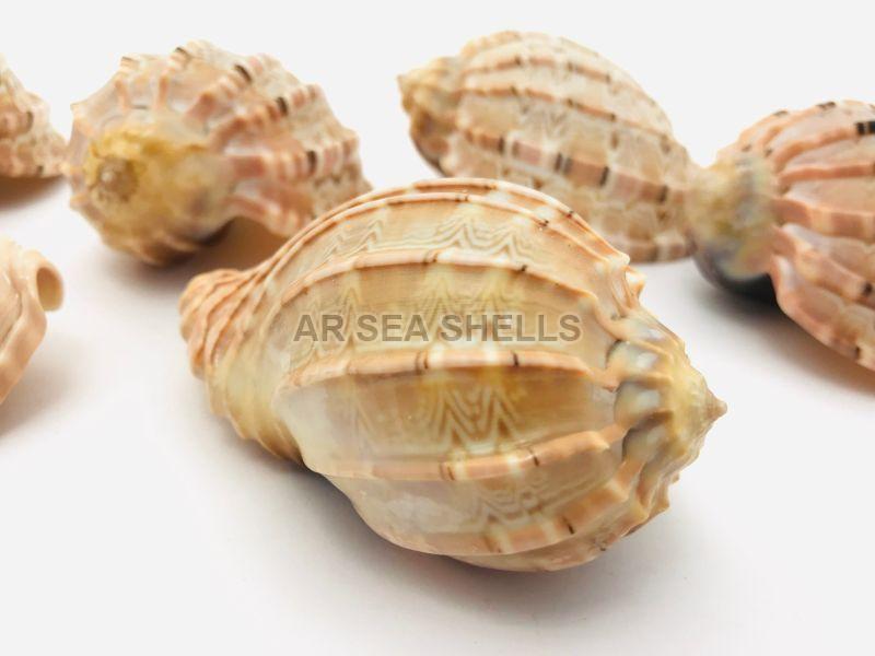 Natural Brown Non Polished Harpa Davidis Seashell, for Decoration, Style : Antique