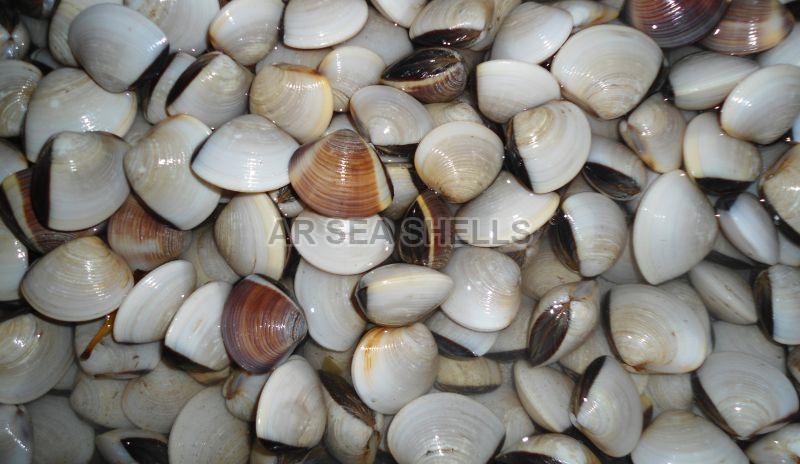 Non Polished Meretrix Lusoria Seashell, for Decoration, Feature : High Quality, Light Weight, Shiny Look