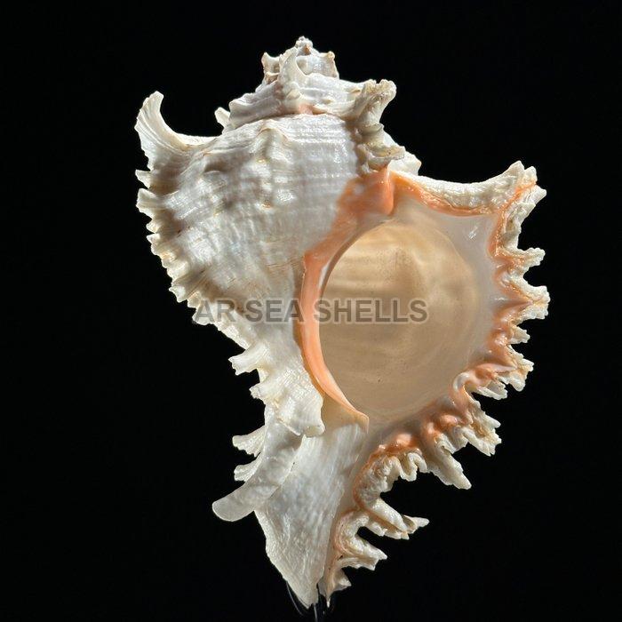 Murex Ramosus Seashell