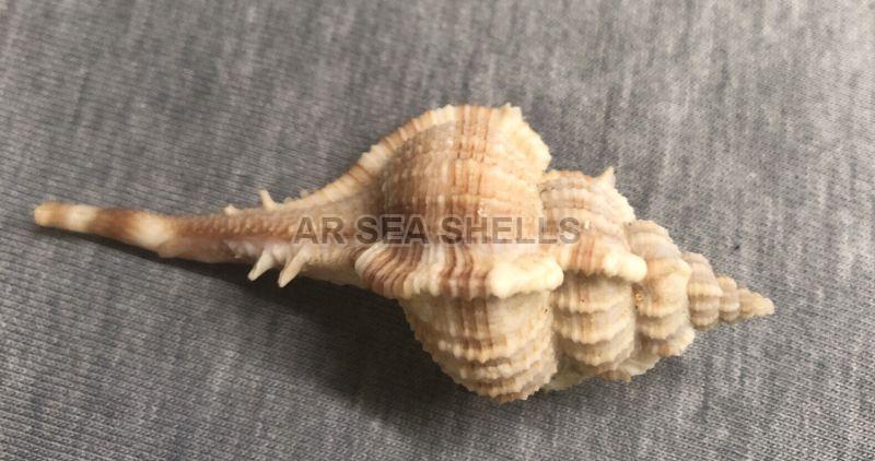 Murex Serratospinosus Seashells