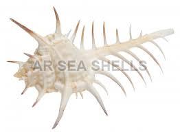 Non Polished Murex Ternispina Seashell, Style : Antique