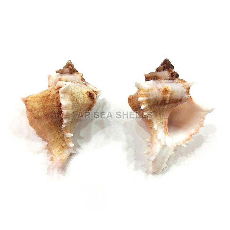 Murex Virgineus Seashell