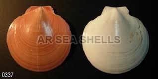 Non Polished Natural Amusium Pleuronectes Seashell, Style : Antique