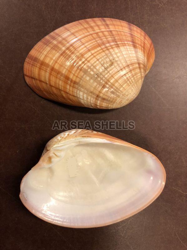 Natural Callista Erycina Seashell, Packaging Type : Plastic Packet