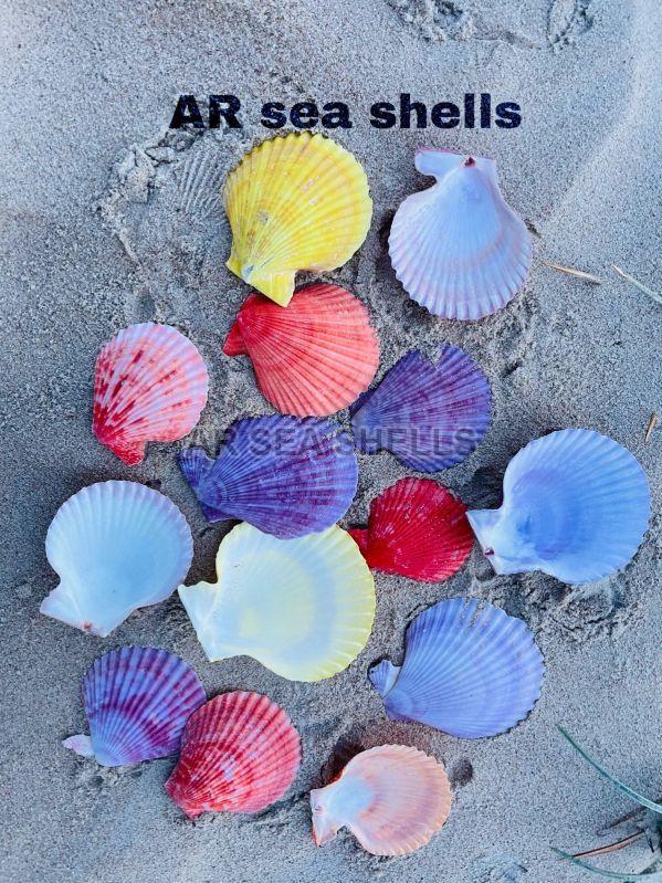 natural coloured seep sea shells