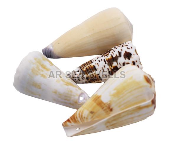 Natural Conus Excavatus Seashell, Style : Antique