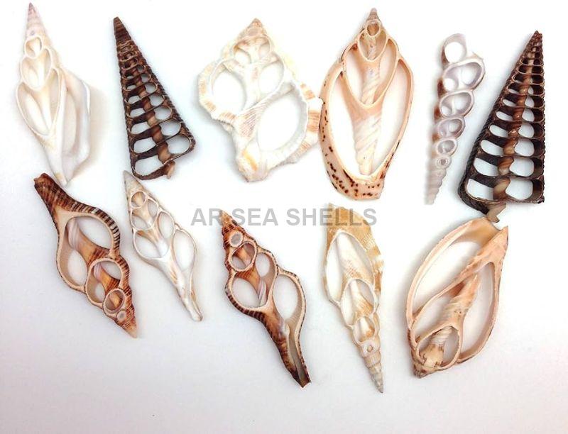 Natural Cut Seashell