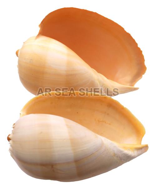 Natural Melo Melo Seashell