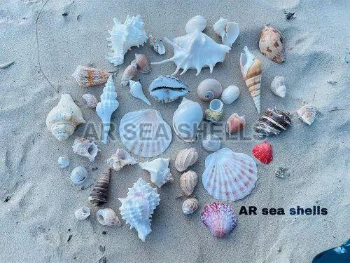 Multicolor Natural Mixed Seashell, Packaging Type : Plastic Box
