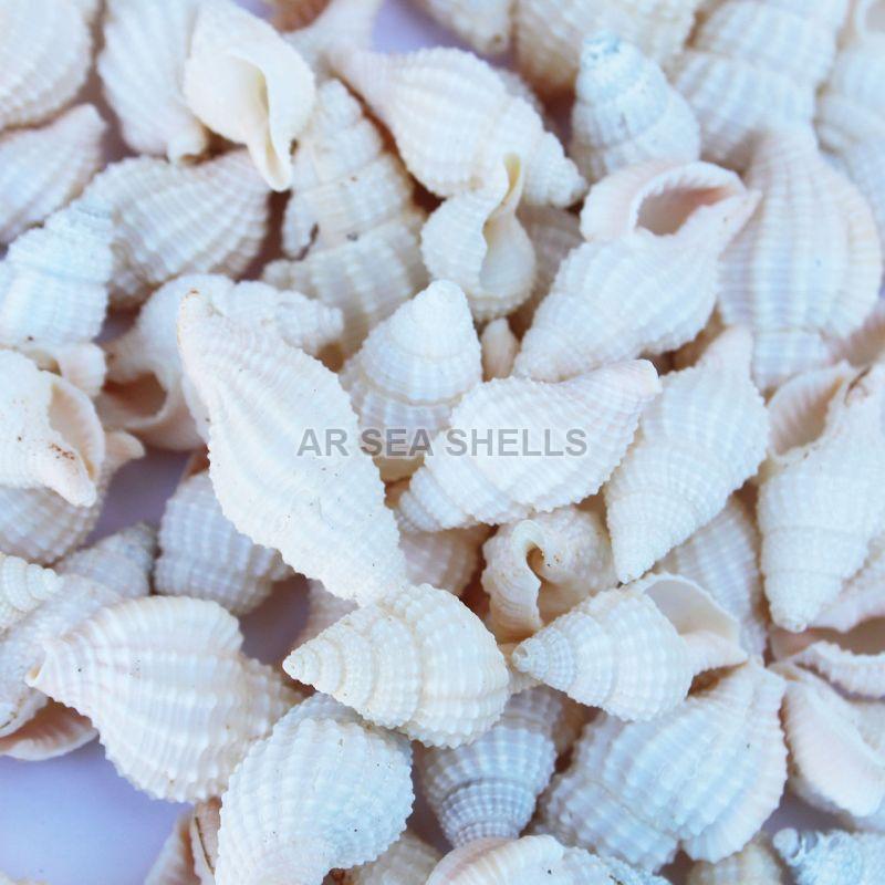 Natural Nassarius Bellulus Seashell, Feature : Durable, High Quality, Unique Designs