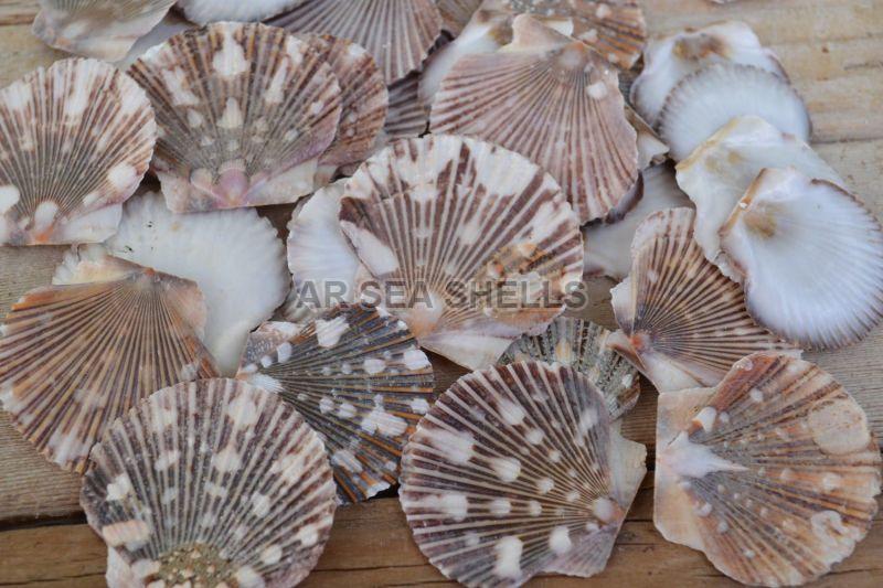 Natural Pecten Pyxidata Seashell