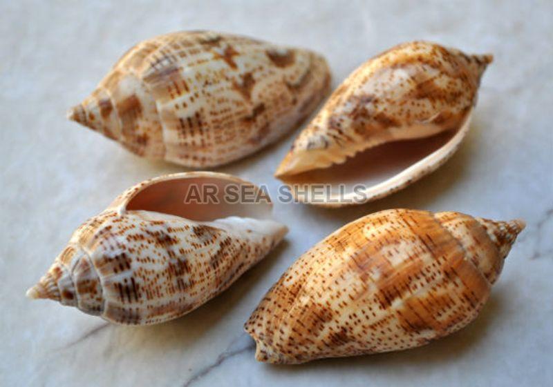 Natural Spiral Seashells