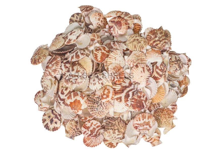 Pecten Macarensis Seashells