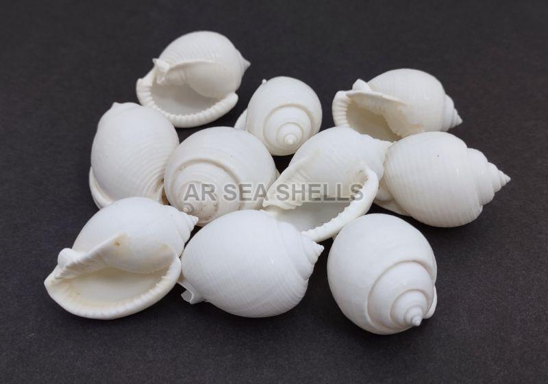 White Non Polished Phalium Canaliculatum Seashell, for Decoration, Style : Antique