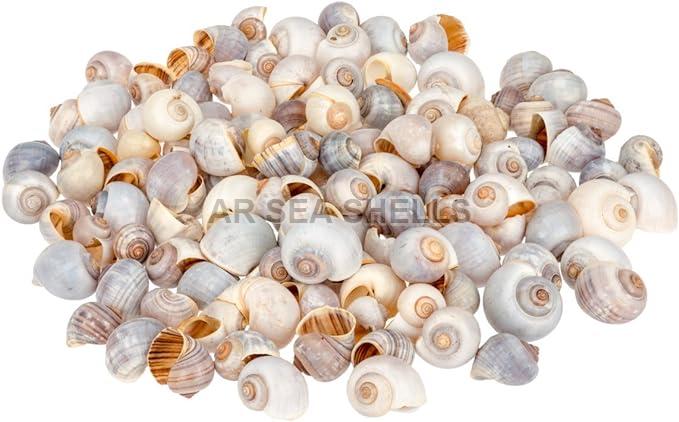 Non Polished Pila Globosa Seashell, Style : Antique