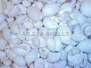 Polinices Seashell, for Decoration, Feature : Durable, Fine Finishing, Shiny Look, Unique Designs