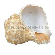 Non Polished Rapana Bulbosa Seashell, for Decoration, Feature : Fine Finishing, High Quality, Light Weight