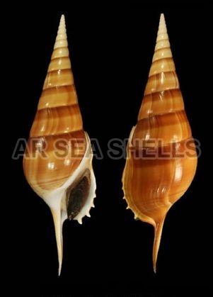 Brown Natural Polished Tibia Curta Seashell, for Decoration, Style : Antique