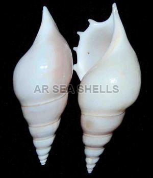 Tibia Delicatula Seashell, Style : Antique