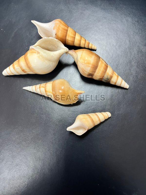 Tibia Seashell