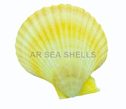 Glossy Yellow Mermaid Natural Seashell, Packaging Type : Plastic Box