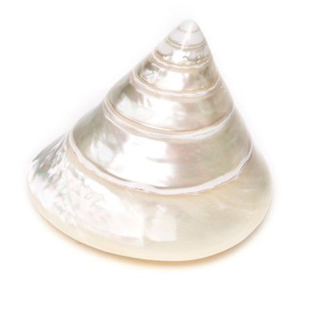 White Mother Pearl Conical Pyramid Seashell