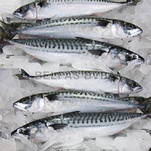 Frozen Anchovy Fish