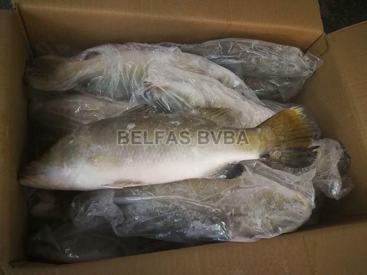 Frozen Barramundi  Fish