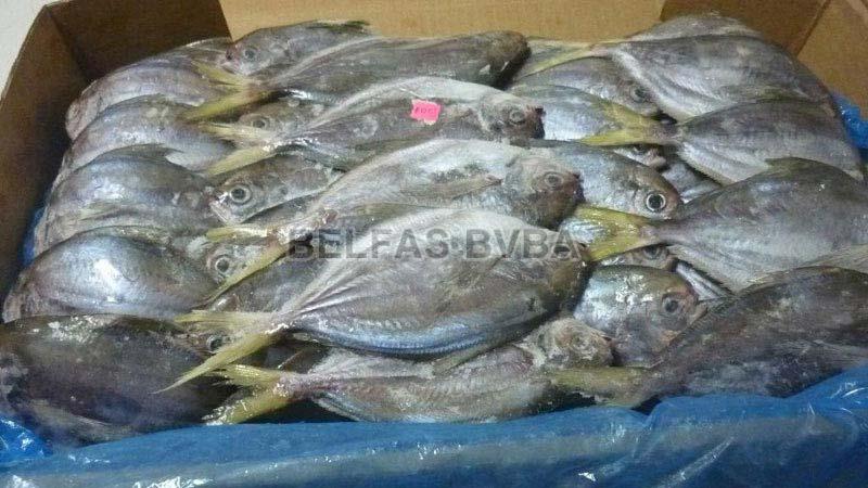 Frozen Butter Fish