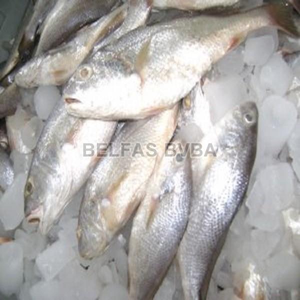 Frozen Croaker Fish