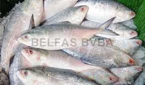frozen hilsa fish