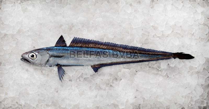 Frozen Hoki Fish