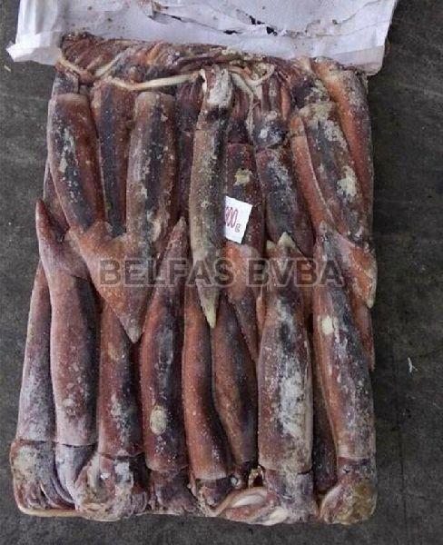 Frozen Illex Squid