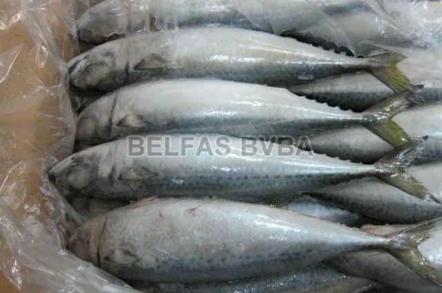 Frozen Mackerel Fish