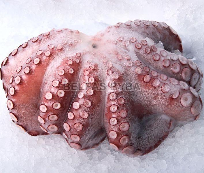 Frozen Octopus