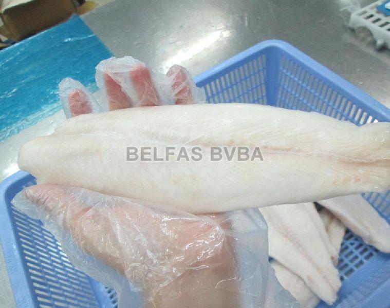 Frozen Pangasius Fish