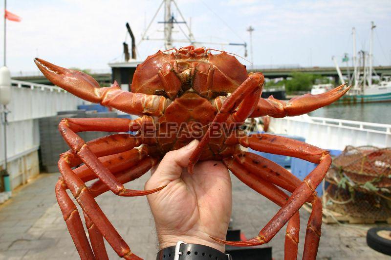 Frozen Red Crab