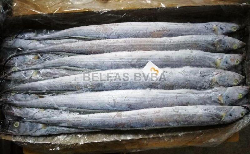 Frozen Ribbon Fish