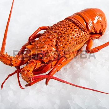 Frozen Rock Lobster