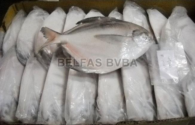Frozen Silver Pomfret Fish
