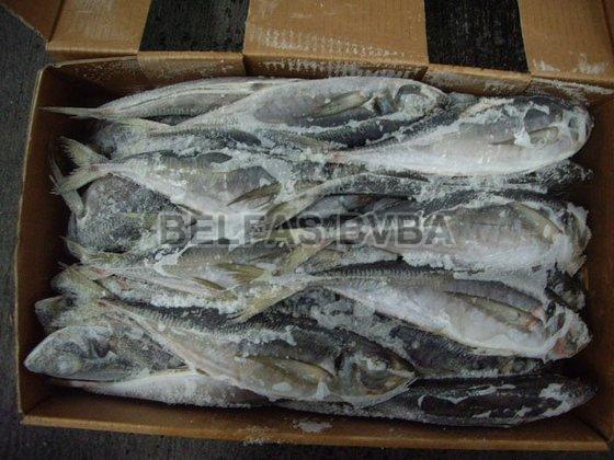 Frozen Stockfish