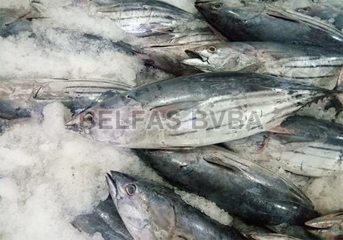 Frozen Tuna Fish