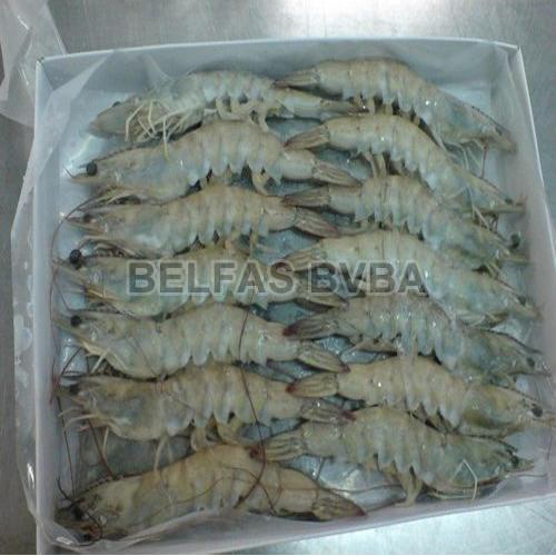 frozen vannamei shrimp