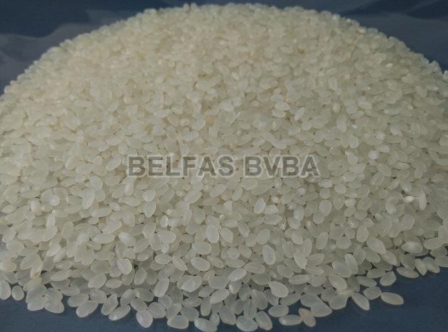 Japonica Rice
