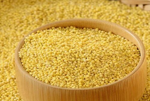 Yellow Organic Foxtail Millet, for Food Processing, Feature : Natural Taste, Gluten Free