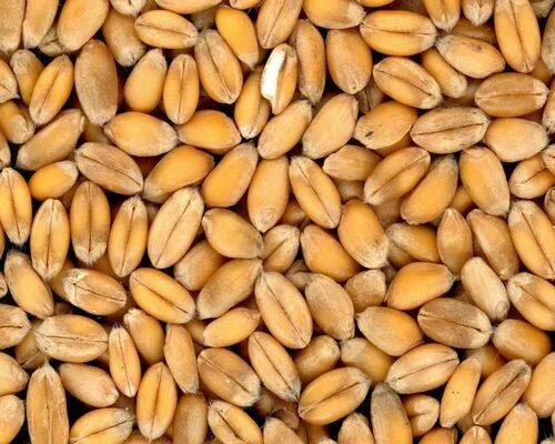 Kamut Wheat, Feature : Healthy, Gluten Free